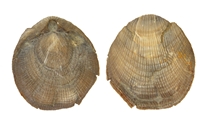 Brachiopodes sp